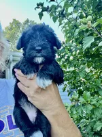 Stunning Female black/silver mini Schnauzer, a female Miniature Schnauzer for sale in Fort Wayne, IN – 6 of 10