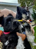 Posie Black Tiny AKC MINI SCHNAUZER, a female Miniature Schnauzer for sale in Fort Wayne, IN – 6 of 10
