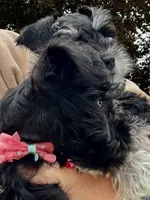 Posie Black Tiny AKC MINI SCHNAUZER, a female Miniature Schnauzer for sale in Fort Wayne, IN – 7 of 10