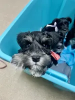 Male black/silver mini schnauzer, a male Miniature Schnauzer for sale in Fort Wayne, IN – 6 of 10