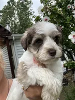 Yellow , a female Miniature Schnauzer for sale in Fort Wayne, IN – 5 of 10