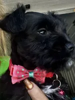 PINK AKC MINI SCHNAUZER FEMALE, a female Miniature Schnauzer for sale in Fort Wayne, IN – 2 of 10
