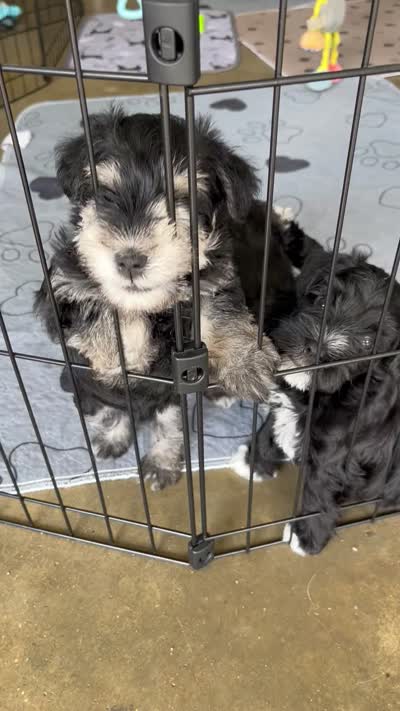 Stunning Female black/silver mini Schnauzer, a female Miniature Schnauzer for sale in Fort Wayne, IN – 9 of 10