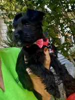 PINK AKC MINI SCHNAUZER FEMALE, a female Miniature Schnauzer for sale in Fort Wayne, IN – 3 of 10