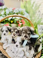 Yellow , a female Miniature Schnauzer for sale in Fort Wayne, IN – 7 of 10