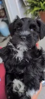 Male black/silver mini schnauzer, a male Miniature Schnauzer for sale in Fort Wayne, IN – 1 of 10