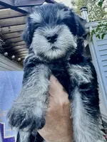 Stunning Female black/silver mini Schnauzer, a female Miniature Schnauzer for sale in Fort Wayne, IN – 5 of 10