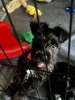 PINK AKC MINI SCHNAUZER FEMALE, a female Miniature Schnauzer for sale in Fort Wayne, IN – 9 of 10