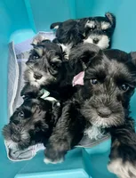 Male black/silver mini schnauzer, a male Miniature Schnauzer for sale in Fort Wayne, IN – 7 of 10