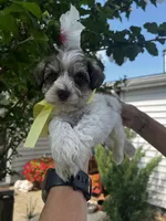 Yellow , a female Miniature Schnauzer for sale in Fort Wayne, IN – 9 of 10