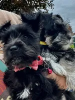 Posie Black Tiny AKC MINI SCHNAUZER, a female Miniature Schnauzer for sale in Fort Wayne, IN – 5 of 10