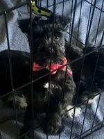 PINK AKC MINI SCHNAUZER FEMALE, a female Miniature Schnauzer for sale in Fort Wayne, IN – 6 of 10