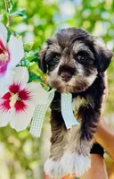 Green checked ribbon , a female Miniature Schnauzer for sale in Fort Wayne, IN – 5 of 9