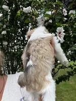 Pink, a female Miniature Schnauzer for sale in Fort Wayne, IN – 6 of 9