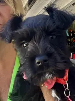 PINK AKC MINI SCHNAUZER FEMALE, a female Miniature Schnauzer for sale in Fort Wayne, IN – 8 of 10