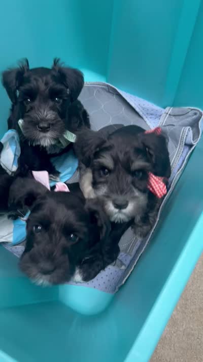 Beautiful shiny black phantomfemale mini schnauzer, a female Miniature Schnauzer for sale in Fort Wayne, IN – 7 of 7
