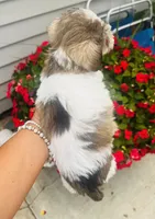 Yellow , a female Miniature Schnauzer for sale in Fort Wayne, IN – 10 of 10