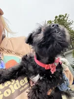 Posie Black Tiny AKC MINI SCHNAUZER, a female Miniature Schnauzer for sale in Fort Wayne, IN – 4 of 10
