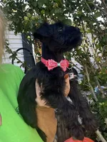 PINK AKC MINI SCHNAUZER FEMALE, a female Miniature Schnauzer for sale in Fort Wayne, IN – 5 of 10