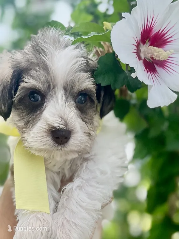 Yellow  – Miniature Schnauzer puppy for sale in Fort Wayne, IN