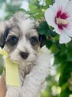 Yellow , a female Miniature Schnauzer for sale in Fort Wayne, IN – 1 of 10