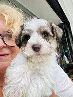 Yellow , a female Miniature Schnauzer for sale in Fort Wayne, IN – 4 of 10