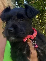 PINK AKC MINI SCHNAUZER FEMALE, a female Miniature Schnauzer for sale in Fort Wayne, IN – 7 of 10