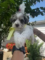 Yellow , a female Miniature Schnauzer for sale in Fort Wayne, IN – 8 of 10