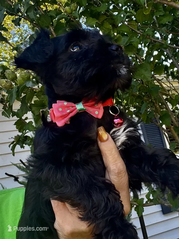 PINK AKC MINI SCHNAUZER FEMALE – Miniature Schnauzer puppy for sale in Fort Wayne, IN