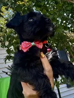 PINK AKC MINI SCHNAUZER FEMALE, a female Miniature Schnauzer for sale in Fort Wayne, IN – 1 of 10