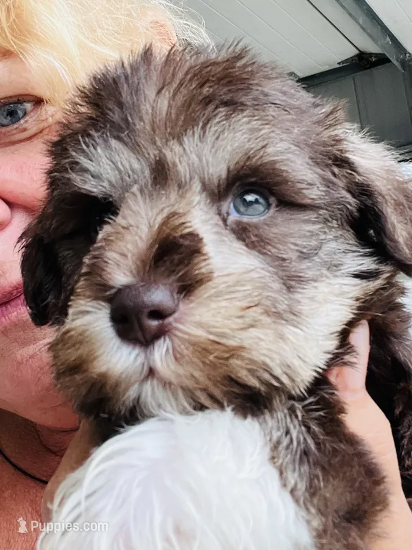 Green checked ribbon  – Miniature Schnauzer puppy for sale in Fort Wayne, IN