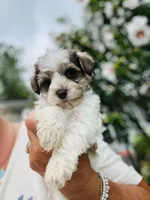 Yellow , a female Miniature Schnauzer for sale in Fort Wayne, IN – 3 of 10