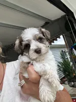Yellow , a female Miniature Schnauzer for sale in Fort Wayne, IN – 2 of 10