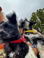 Posie Black Tiny AKC MINI SCHNAUZER, a female Miniature Schnauzer for sale in Fort Wayne, IN – 8 of 10