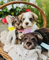 Green checked ribbon , a female Miniature Schnauzer for sale in Fort Wayne, IN – 2 of 9