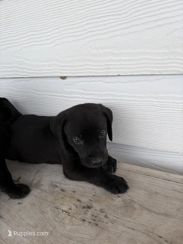 Labrador – Black Mouth Cur, Labrador Retriever puppy for sale in Lecanto, FL