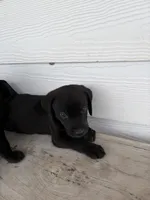 Lab crosses, a male Black Mouth Cur and Labrador Retriever for sale in Lecanto, FL – 3 of 5