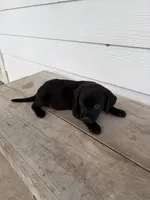 Puppy, a male Black Mouth Cur and Labrador Retriever for sale in Lecanto, FL – 2 of 4