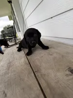 Lab crosses, a male Black Mouth Cur and Labrador Retriever for sale in Lecanto, FL – 2 of 5