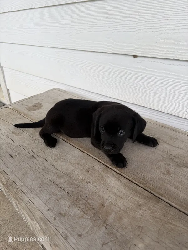 Lab crosses – Black Mouth Cur, Labrador Retriever puppy for sale in Lecanto, FL
