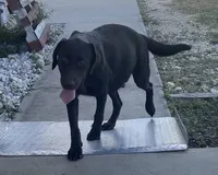Lab crosses, a male Black Mouth Cur and Labrador Retriever for sale in Lecanto, FL – 4 of 5