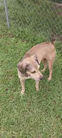 Lab crosses, a male Black Mouth Cur and Labrador Retriever for sale in Lecanto, FL – 5 of 5
