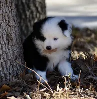 Tate, a male Toy Australian Shepherd for sale in Hamlin, TX – Photo 2 of 5