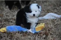 Tate, a male Toy Australian Shepherd for sale in Hamlin, TX – Photo 3 of 5