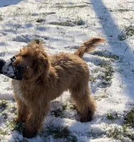 Bear, a male Miniature Goldendoodle for sale in Dayton, OH – Photo 3 of 8