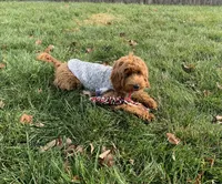 Bear, a male Miniature Goldendoodle for sale in Dayton, OH – Photo 2 of 8