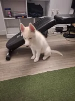 Kai, a male Alaskan Husky and Jindo for sale in Los Angeles, CA – 3 of 4