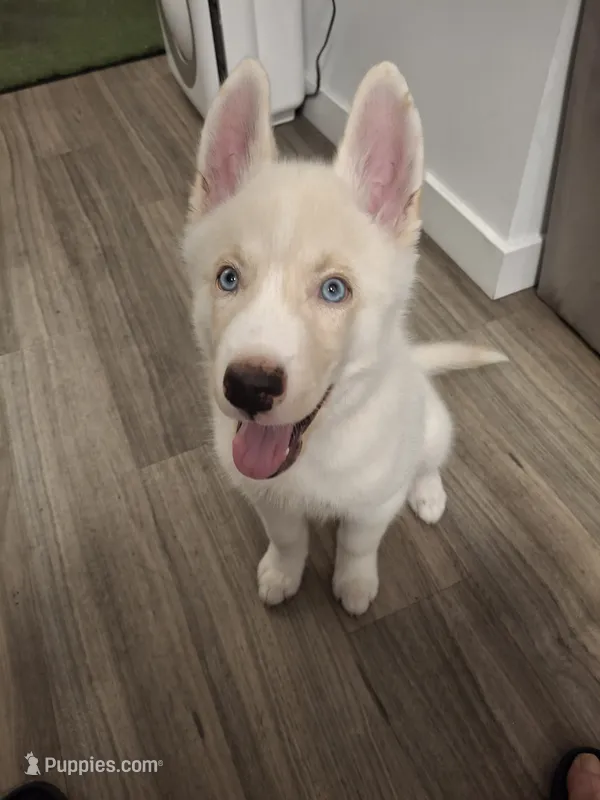 Kai – Alaskan Husky, Jindo puppy for sale in Los Angeles, CA