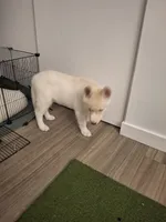 Kai, a male Alaskan Husky and Jindo for sale in Los Angeles, CA – 4 of 4