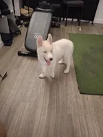 Kai, a male Alaskan Husky and Jindo for sale in Los Angeles, CA – 2 of 4